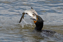 Double-crested Cormorant With A Large Fish 