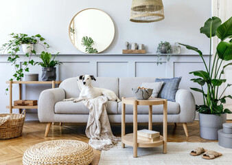 Wall Mural -  Interior design of living room with stylish grey sofa, coffee table, tropical plant, mirror, decoration, pillows and elegant personal accessories in home decor. Beautiful dog lying on the couch.