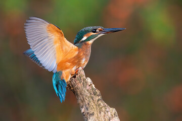 common kingfisher landing on branch in summer from side