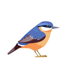 eurasian nuthatch or wood nuthatch, sitta europaea is a small passerine bird. cartoon flat beautiful