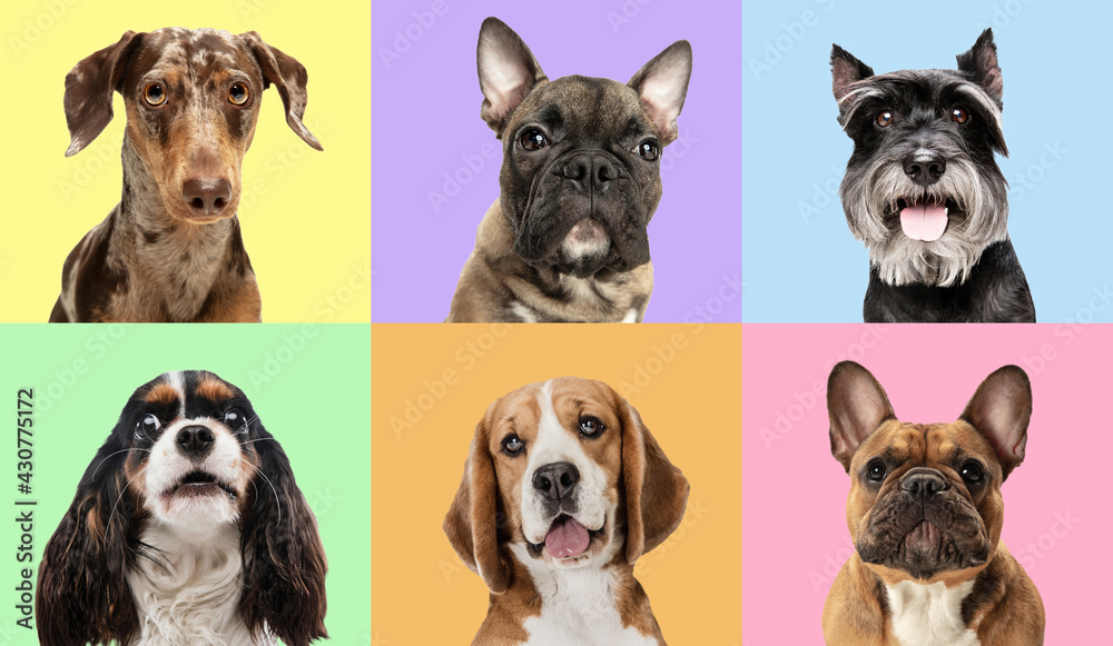 Art collage made of funny dogs different breeds on multicolored studio background. - obrazy, fototapety, plakaty 