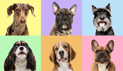 Art collage made of funny dogs different breeds on multicolored studio background.