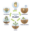 Life cycle of plant with seeds growth in biological labeled outline diagram. Educational flower agriculture development with germination and pollination stages in round scheme vector illustration.