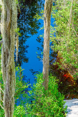 Wall Mural - Wooden path through forest woods of Okefenokee Swamp Park in Georgia.