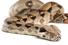 Boa Constrictor Snake