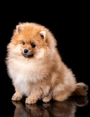 Wall Mural - Light brown Pomeranian Spitz puppy sits sideways on black background.