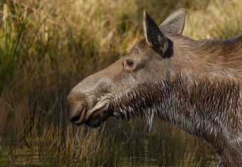 Wall Mural - Cow Moose Alces alces grazing in a small pond in Algonquin Park, Canada in spring