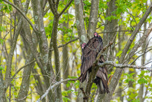 Pair Of Turkey Vultures Or Buzzards Perched In Tree In Forest