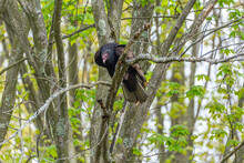 Turkey Vulture Or Buzzard Perched In Tree In Forest