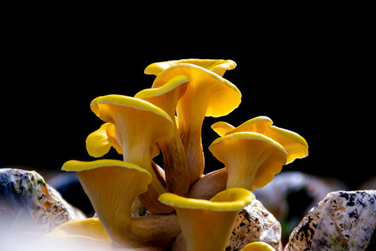 Fototapete - Yellow oyster mushroom, Mushroom cultivation, healthy organic food