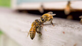 Abeille gardienne défendant sa ruche 