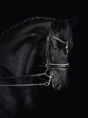 closeup portrait of beautiful black dressage mare horse in double bridle isolated on black background