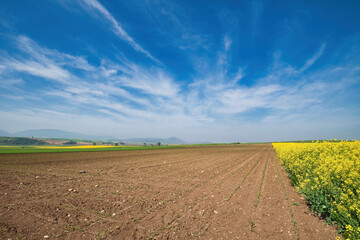 Canvas Print - rural landscape, blooming nature in spring, flowering rapeseed, ÎºÎ±Î»Î±Î¼Ï€Î¿ÎºÎ¹ ,poppies