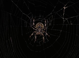 spider on the web