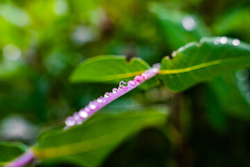 Sticker - Detailed close-up of water drops on a green and purple plant