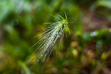 Sticker - Close-up of green plants leafs with water drops