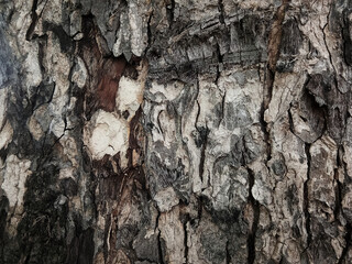 Old tree bark with beautiful patterns for graphic design