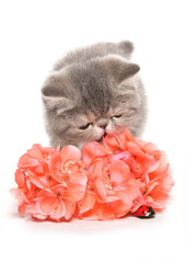 Poster - silver tabby exotic kitten smelling flowers