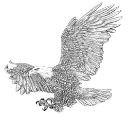 Bald eagle swoop attack winged hand draw sketch black line doodle monochrome on white background 