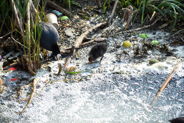 Wall Mural - A baby bird struggles through polluted river water highlighting environmental water pollution issues