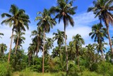 Fototapeta  - Palm tree forest in the Philippines. Palawan island landscape.