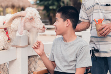 Wall Mural - Disabled child sitting on wheel​chair​ feeding goats and sheeps in zoo, Boy smile with happy face look at the cute animals,Lifestyle in education age and Happy disability kid activity outdoor concept.