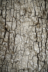 Wall Mural - Old wood cracked texture, Seamless tree bark texture, Endless wooden background for web page fill or graphic design.	
