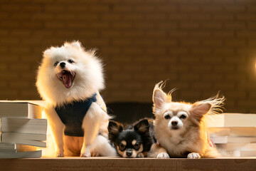 group of little lap dog chihuahua and pomeranian friends sit together waiting for food snack on table home interior background