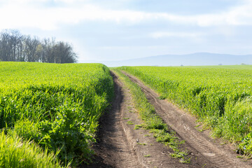 road in the field