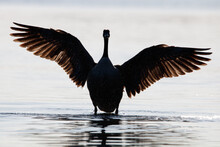 Freeze Shot Of A Goose Flapping His Wings