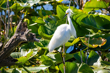  Beautiful snowy egret fishing in the river pond