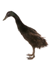 Sticker - indian runner adult duck