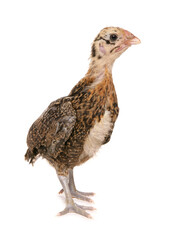 Poster - bantam pekin chicken