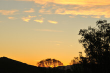 Sunset Over A Hillside With Blue Gum Trees In The Langkloof