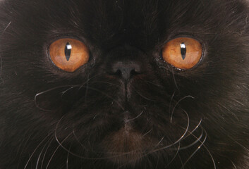 Sticker - black self exotic shorthair adult cat