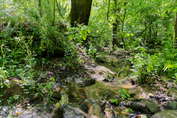 water flowing into the forest