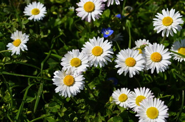 Wall Mural - Lovely blossom daisy flowers background.