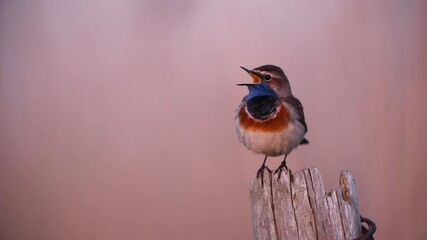 Canvas Print - Bluethroat bird close up ( Luscinia svecica )	