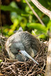 Tricolor Heron on nest