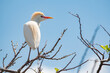 Cattle Egret with breeding colors