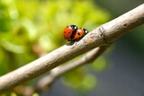 Fototapeta Tulipany - Two ladybugs met on a branch in the spring.