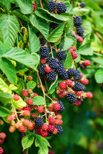 Fresh Ripe And Unripe Organic Blackberries