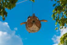 Flying Fish Carved From A Coconut Hangs As A Wind Chime On The Beach Of The Small Island Of Poyalisa On The Togian Islands In Sulawesi, Indonesia