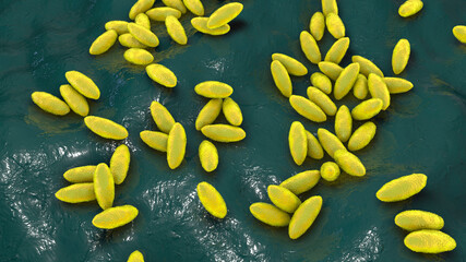 Canvas Print - Brucella bacteria, the causative agent of brucellosis, 3D illustration