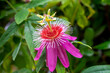 Flora von Mallorca - besondere Spezies Passionsblume, passiflora anastasia