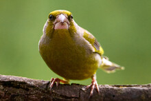 The European Greenfinch Or Simply The Greenfinch Chloris Chloris