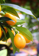 Indoor kumquat citrus fruits on a branch in a greenhouse, macro photography, selective focus, vertical orientation.