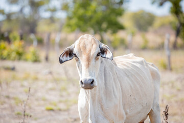 portrait of a cow