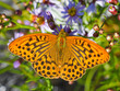 © Simon - Close up of a great spangled fritillary