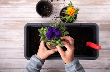 transplanting flowers